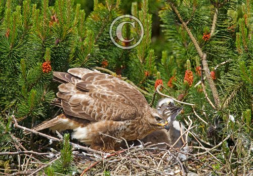 Common Buzzard witth Chick DM0456